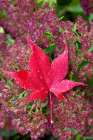 USA, Washington, Sammamish. Autumn colors on Japanese maple leaf on Autumn Joy flowers Art Print
